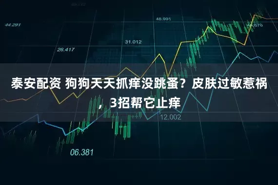 泰安配资 狗狗天天抓痒没跳蚤？皮肤过敏惹祸，3招帮它止痒